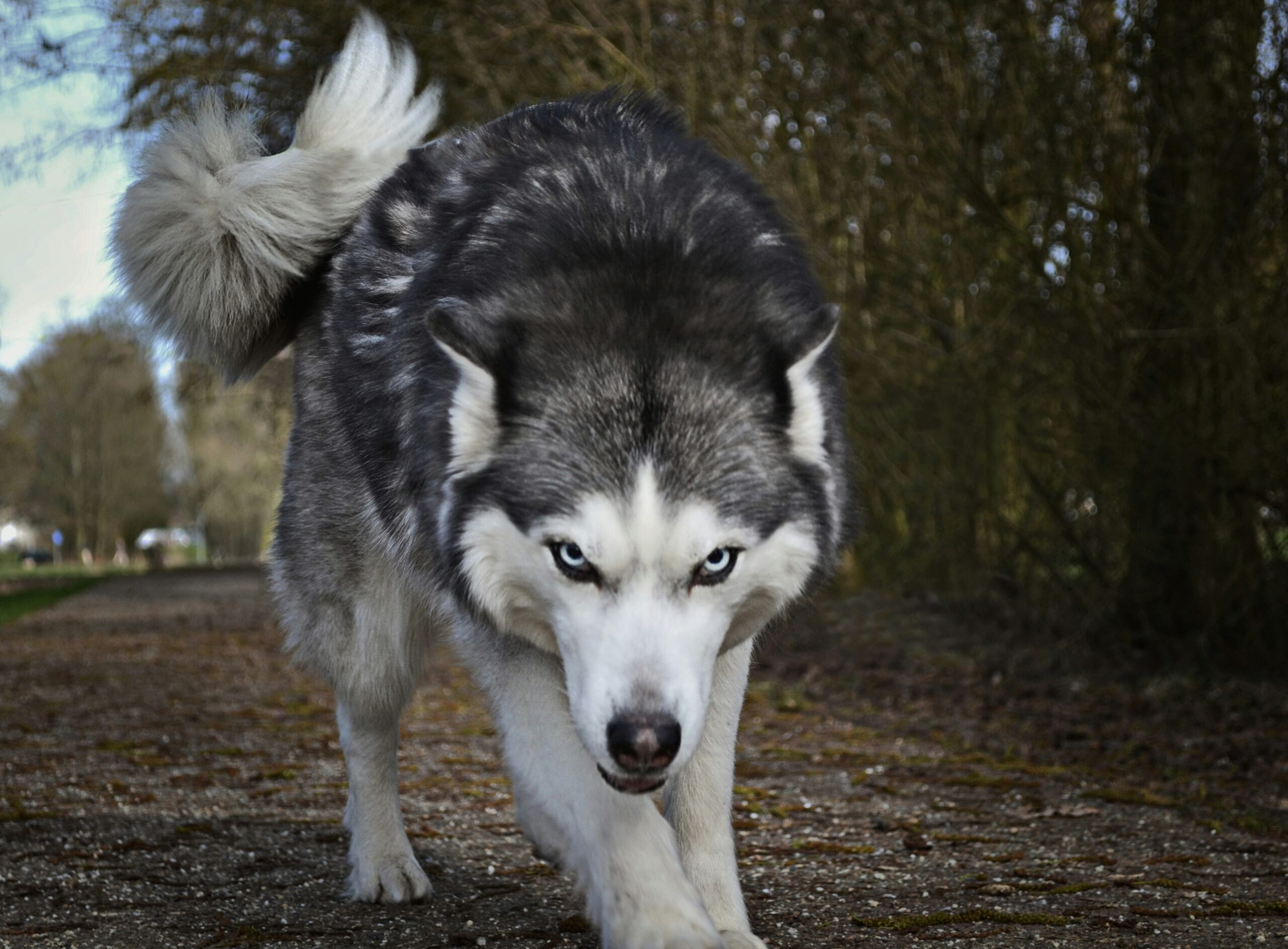 The Two Wolves: How Your Thoughts Shape Your Reality